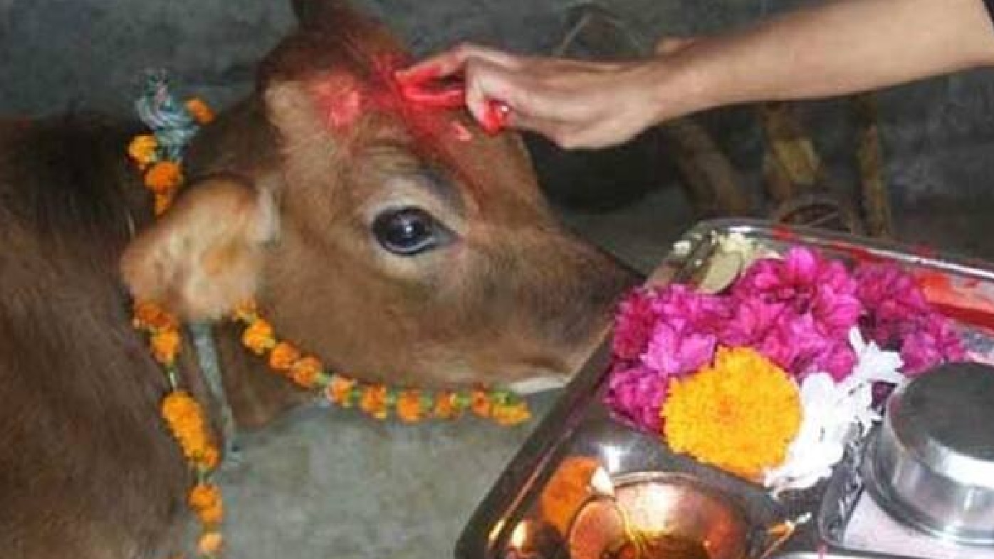 go puja - cow