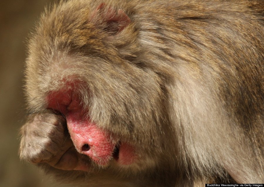 *** BESTPIX *** Japanese Macaque Monkeys Suffer Hay Fever