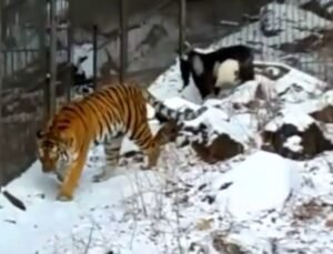 russia-tiger-goat1
