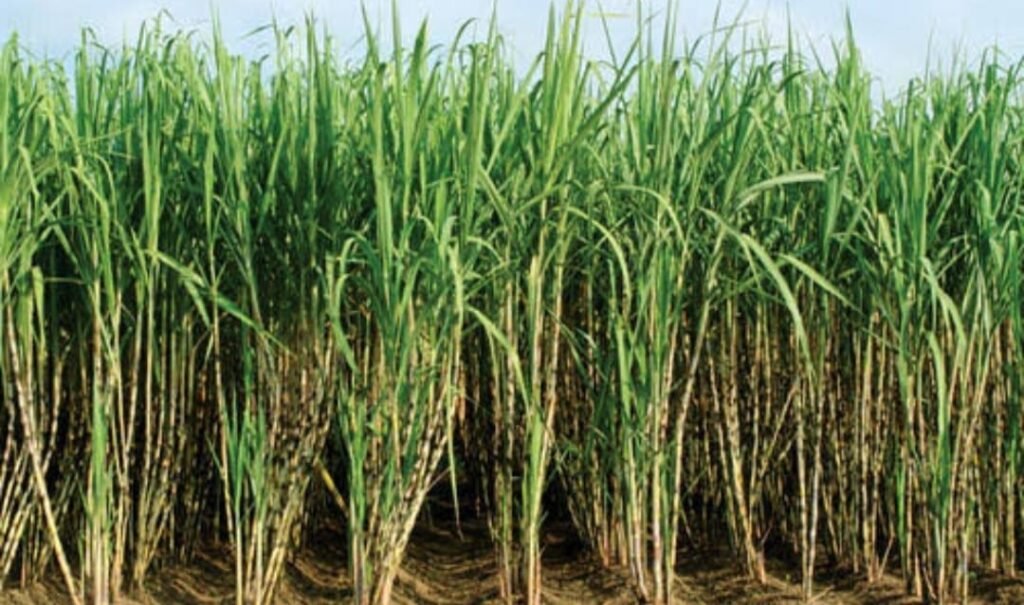 Sugarcane