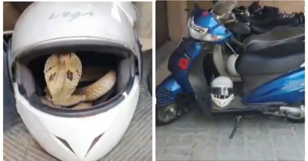 mysore Snake Shyam saved the Cobra inaide Helmet
