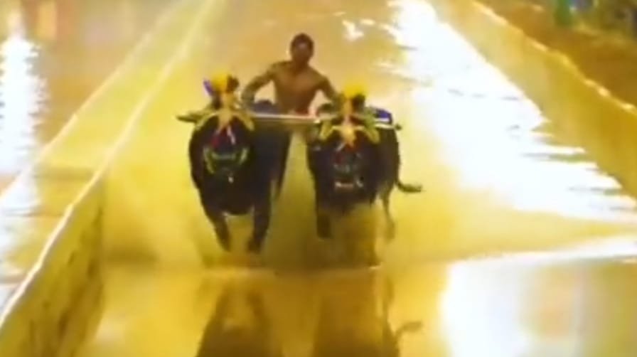 Kambala 1