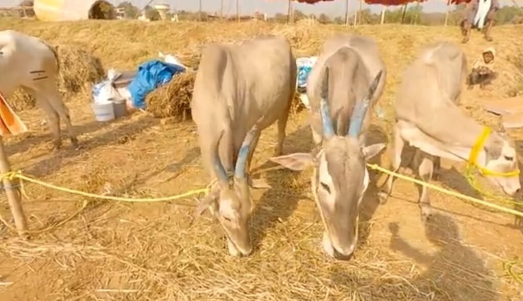 Cow
