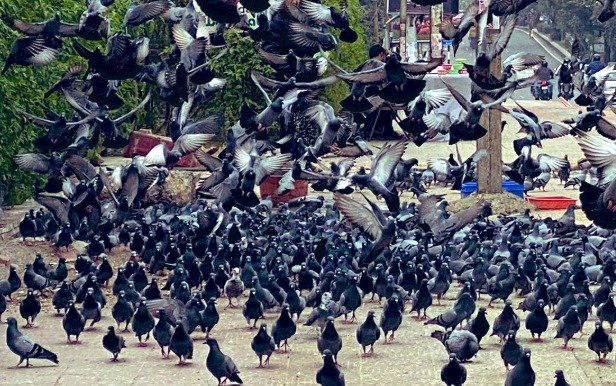pigeons