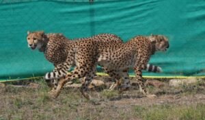 Project-Cheetah-1-300x175-1
