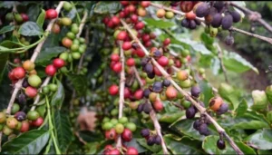 coffee-plantation-issue-ct-ravi-meet-nirmala3-300x171-1