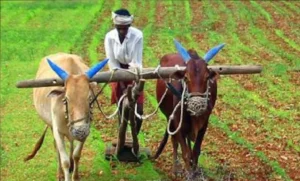 farmers-300x181-1