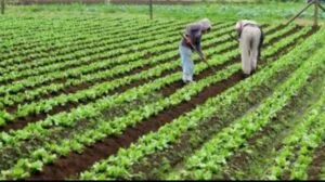 agriculture-farmers4-300x168-1