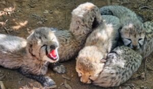 Indian-born-Cheetah-Cubs