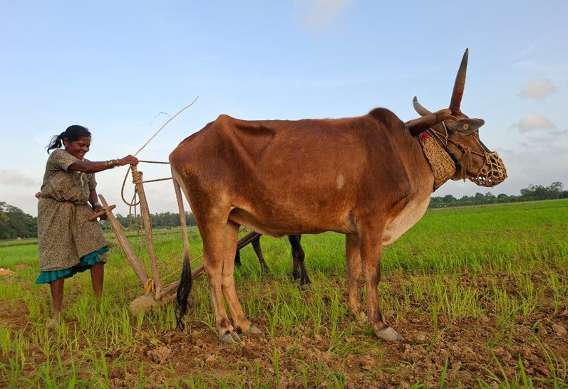 Kagodu-Farmer-Sharadamma