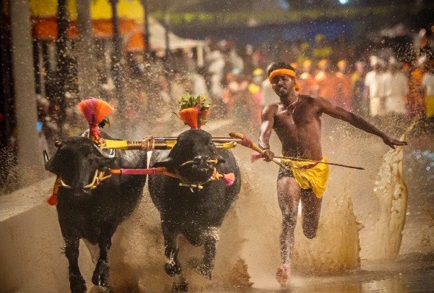 Mysuru-Dasara-Kambala-2026