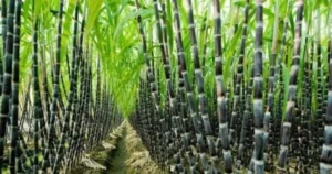 Sugarcane-1-750x395-1